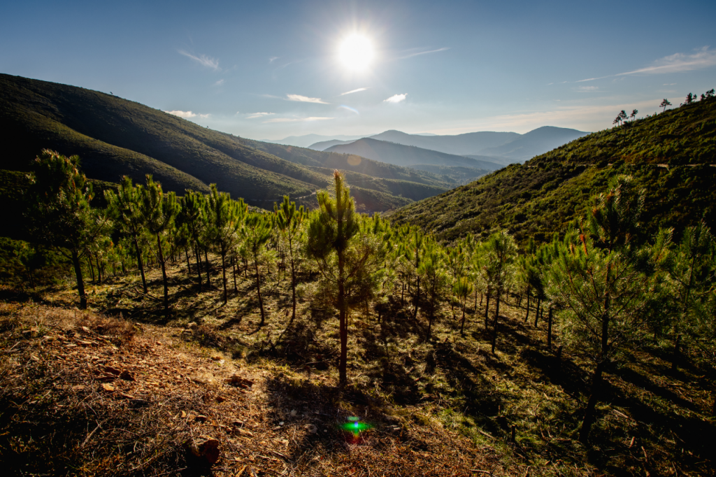 A valley with recently planted young pine trees is seen from the top of the mountain